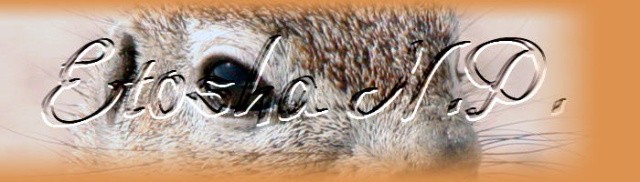 uebernachtung_etosha