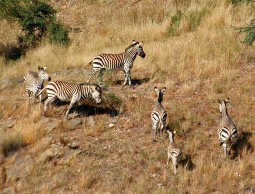 Bergzebra