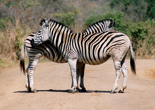 Burchell-Zebra