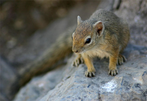 Buschhörnchen