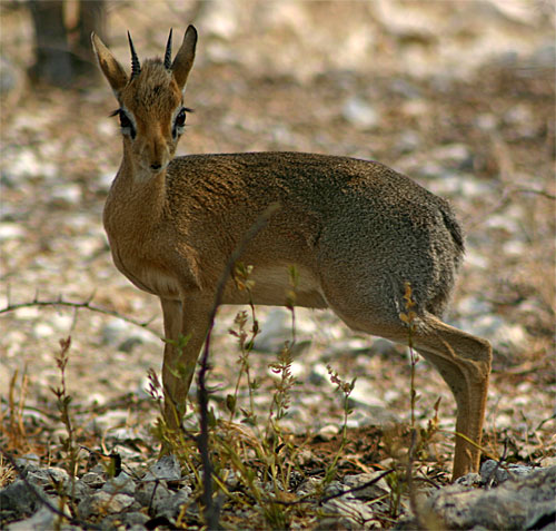 Kirkdikdik