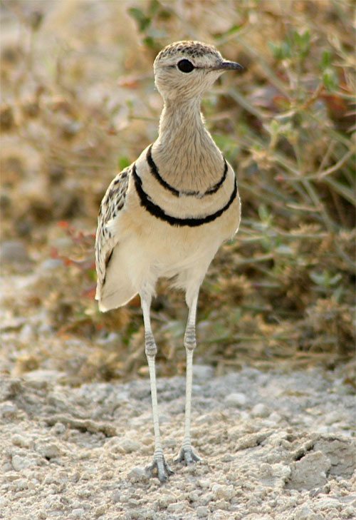 Doppelbandrennvogel