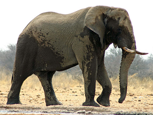 Afrikanischer Elefant