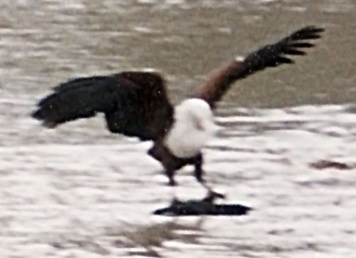 Schreiseeadler