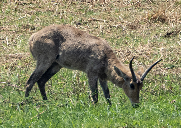 Großriedbock