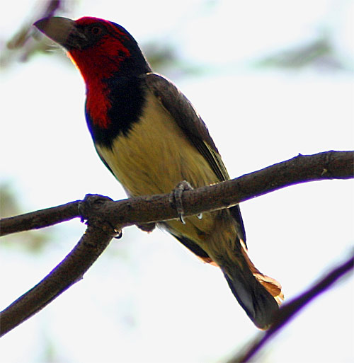 Halsband-Bartvogel