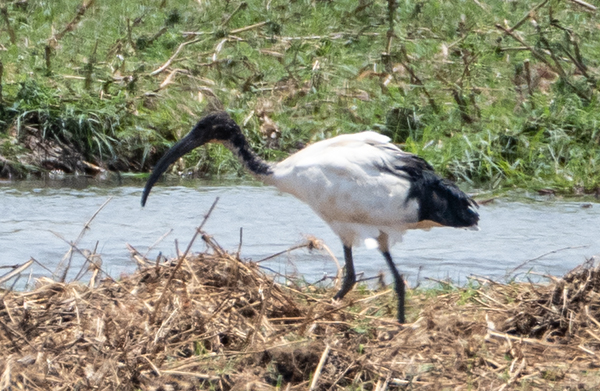 Heiliger Ibis