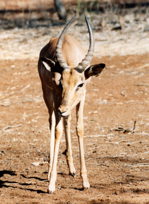 Schwarzfersenantilope