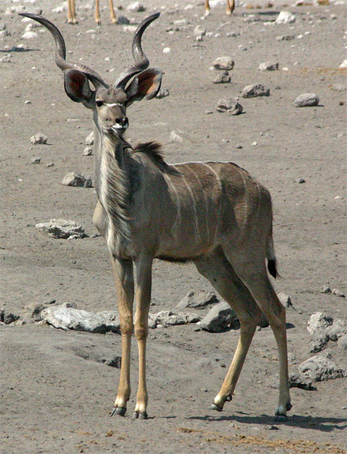 Großer Kudu