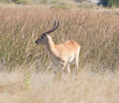 Lechwe