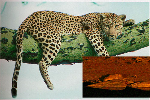 Afrikanischer Leopard