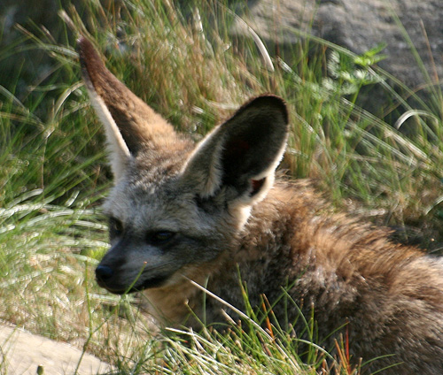 Löffelhund