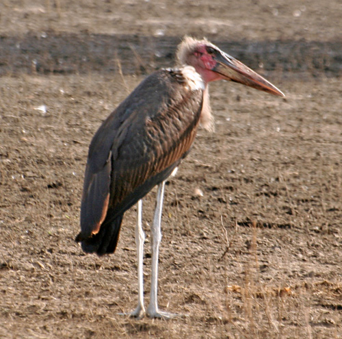 Marabu