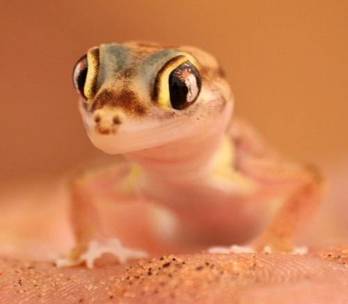 Namibgecko