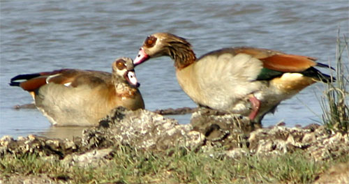 Nilgans