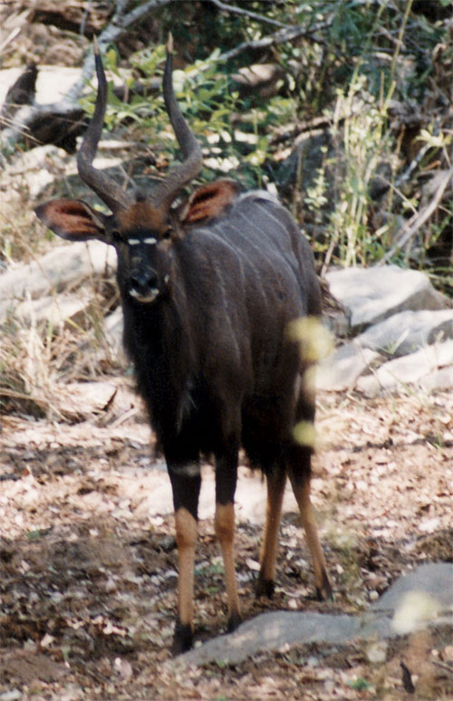 Nyala