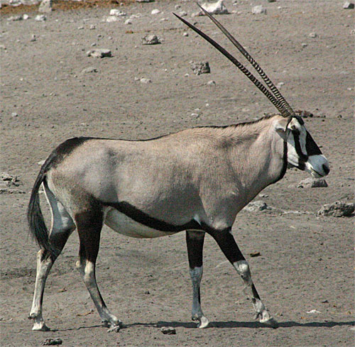 Spießbock