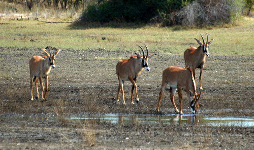 Pferdeantilope