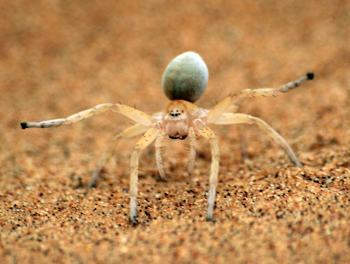 Radspinne