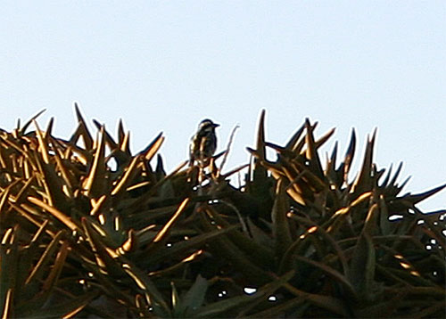 Rotstirnbartvogel