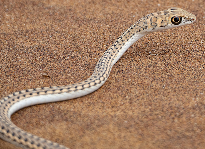 Psammophis Leightoni