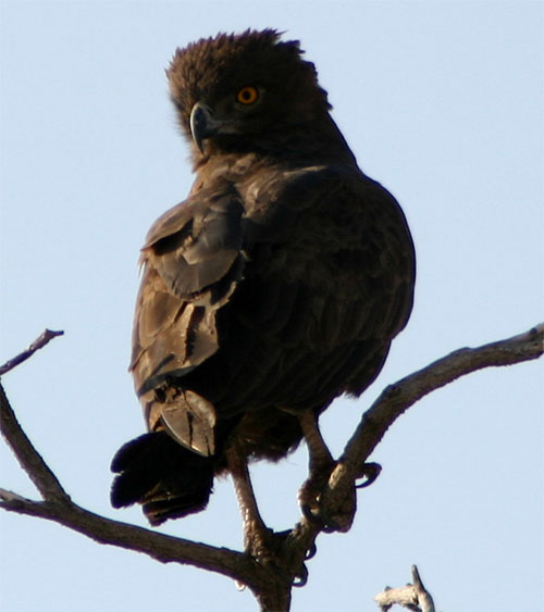 Afrikanischer Schlangenadler