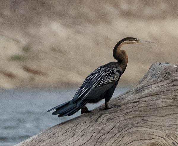 Schlangenhalsvogel