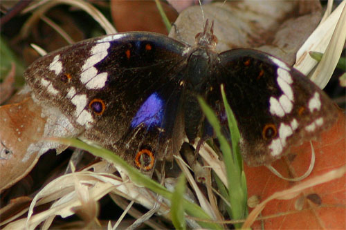 Dark Blue Pansy