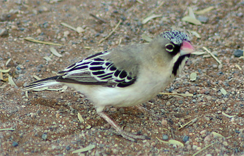 Schnurrbärtchen
