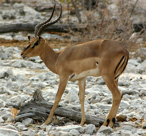 Schwarznasen_impala