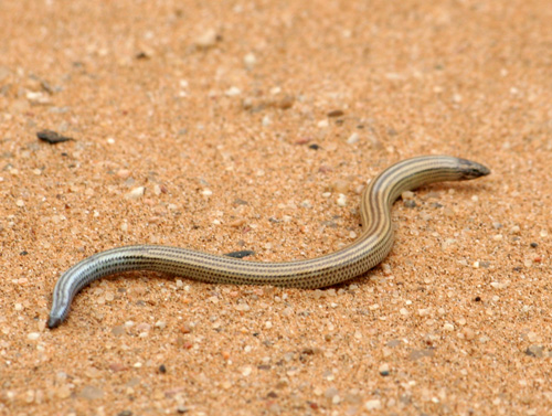 Skink