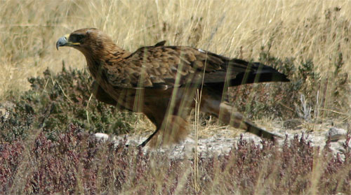 Steppenadler