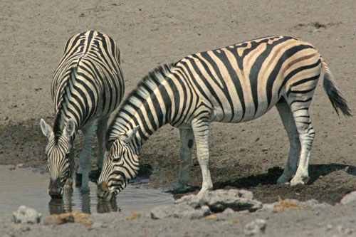 Steppenzebra