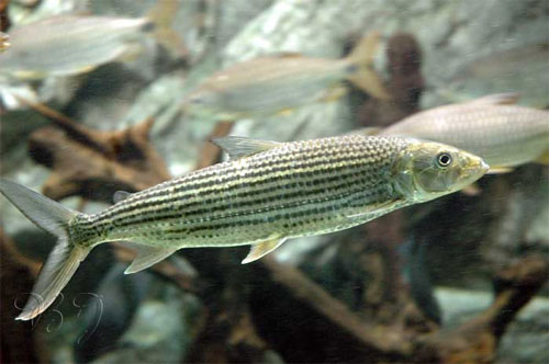 Tigerfisch