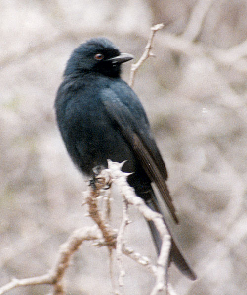 Trauerdrongo