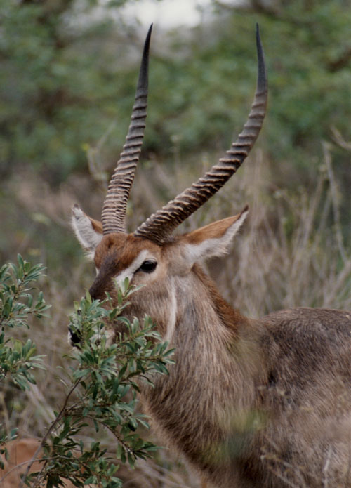 Ellipsenwasserbock